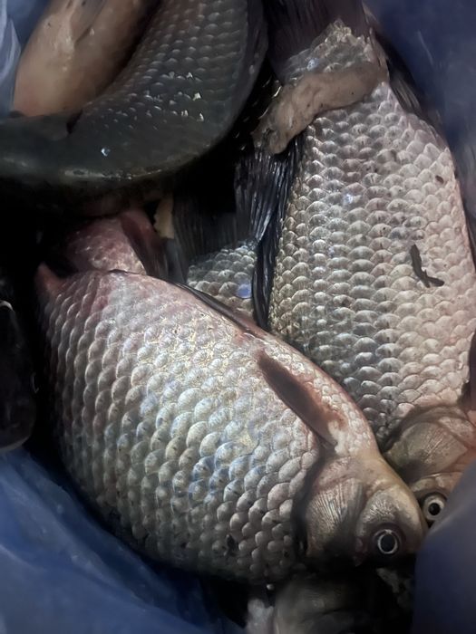 Продаю карасей замороженные