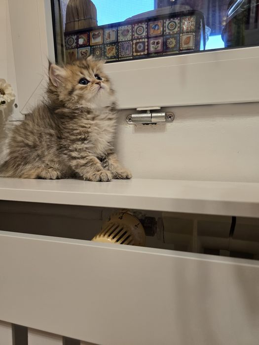 Pui pisică british longhair