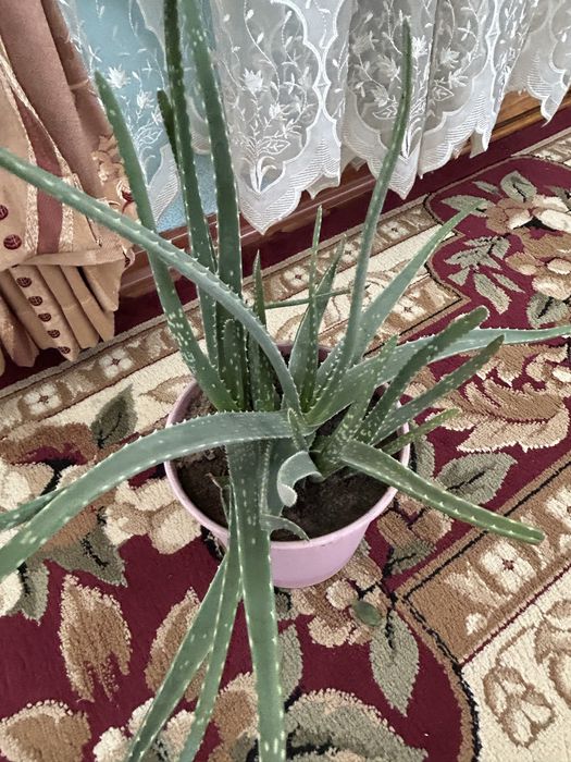 Алое вера лечебный цветок продам