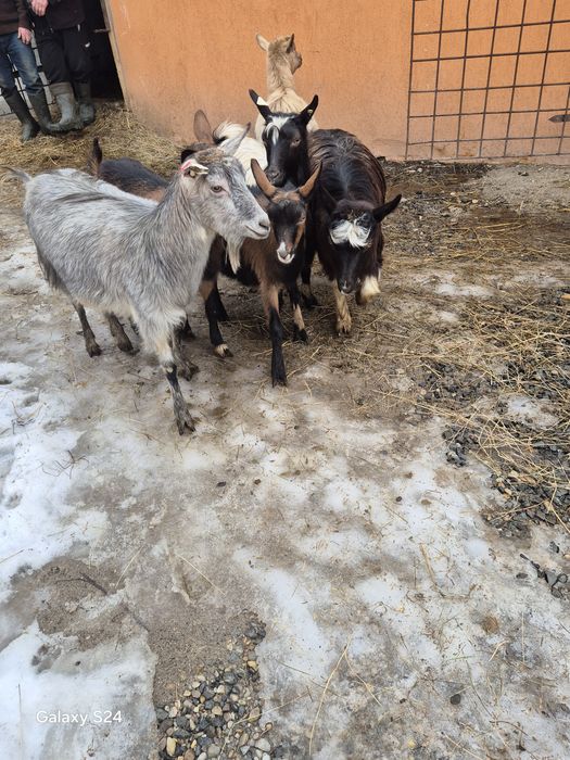 De vanzare 4 vatui si 2 iedute