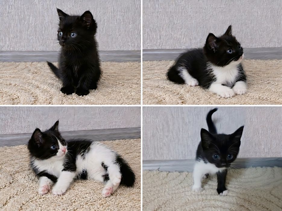 Продам четырех  котят