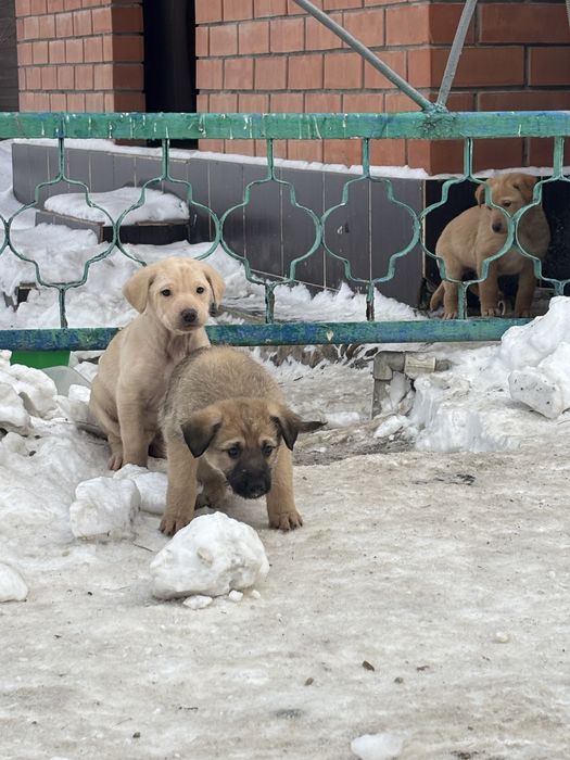Отдадим щенков в добрые руки