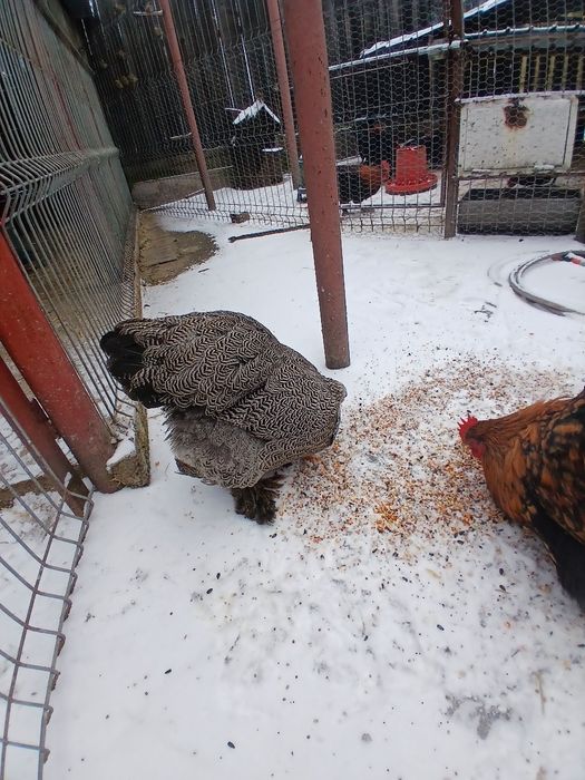 Vând  cocosi  de  rasă