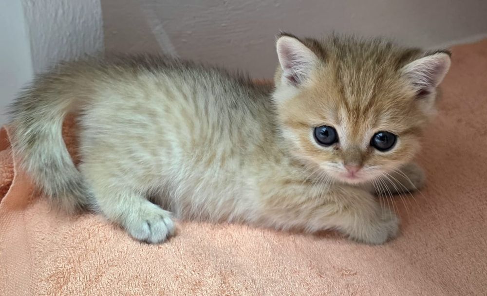 Британские  девули.пареньки.