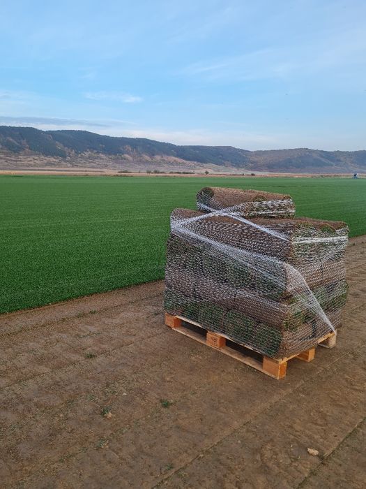 Gazon rulou si sitem de irigati