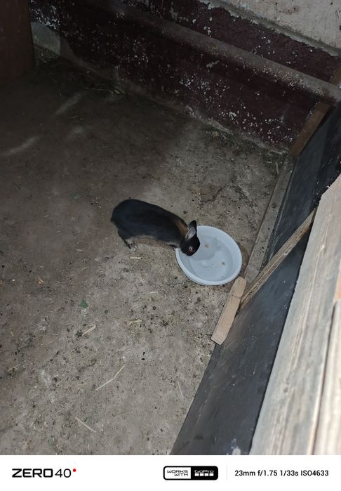 Карликиви қуёнлар