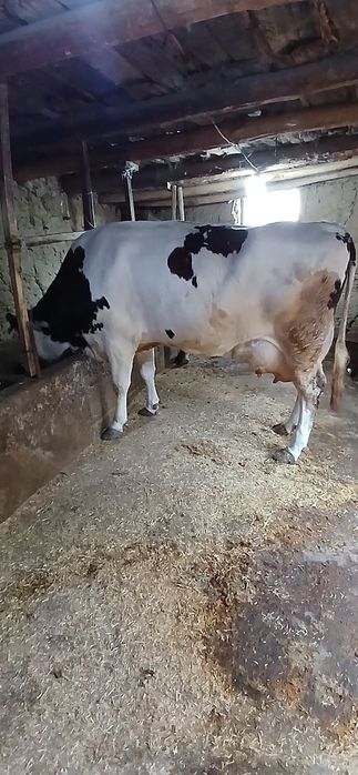 Sogʻin Sigir sotiladi 35 litr sut beradi