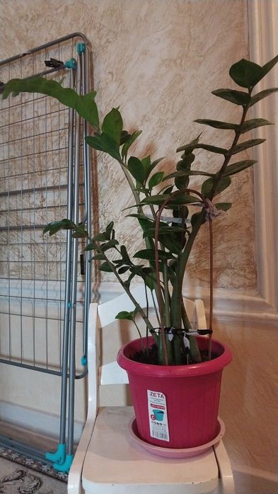 Большие комнатные цветы