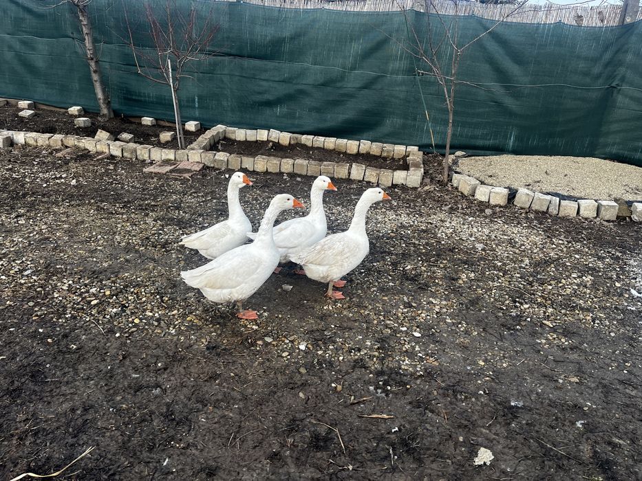 Oua gaste Emden pentru eclozat