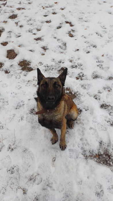 Белгийская овчарка малинуа