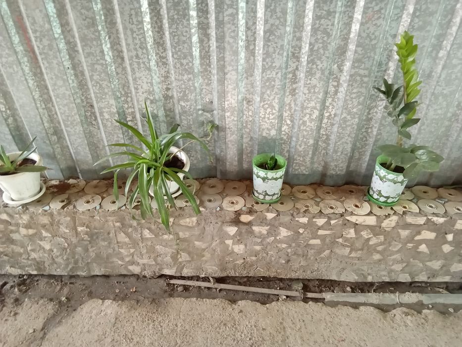 Комнатные цветы а горшках