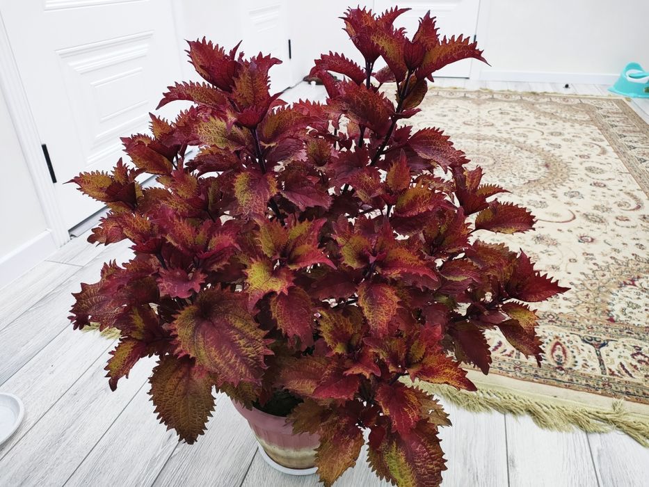 Комнатные растение, доставка