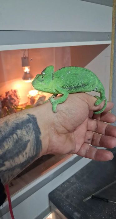 Agama cu barba cauta alta casa,cameleoni ,creveti neocardine