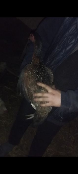 Дакан куры по 7-8 месяцев