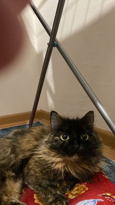 Продам сиамскую кошку
