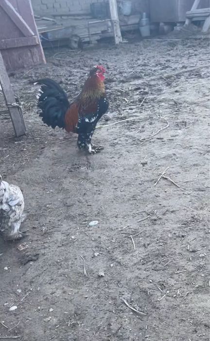 Япошка карликтер сатылады