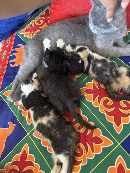 Котята бесплатно