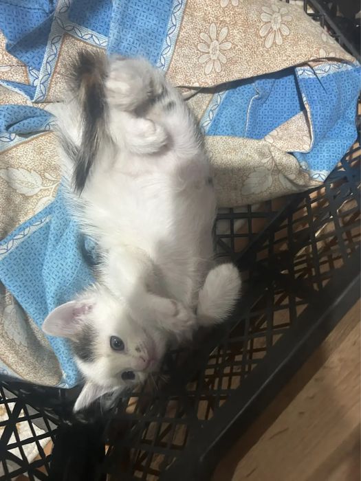 Котята ищут хозяев