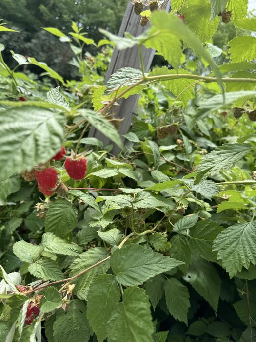 Продаю дом майкудук