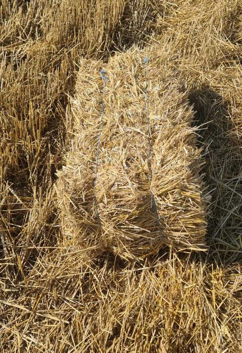 vand baloti paie grau mici 2025