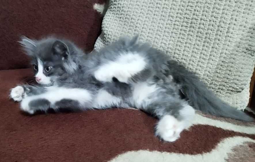 Кот, котенок в добрые руки. 3 мес. Чистый. Здоровый.