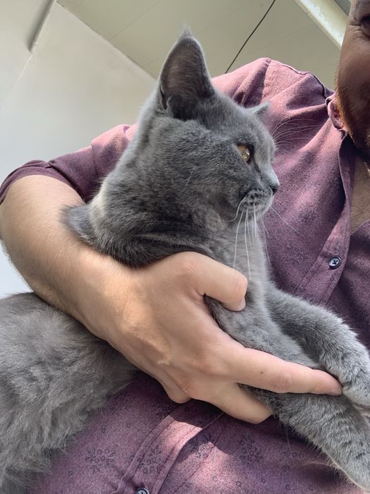 Кот (Скотиш страйт)