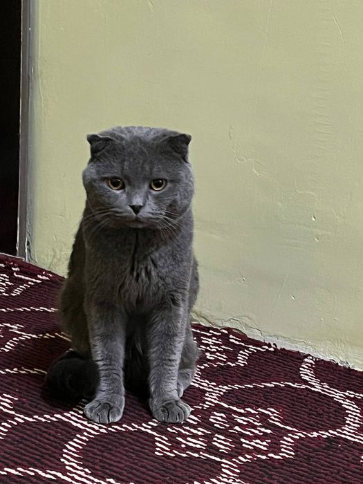 Скоттиш фолд малчик