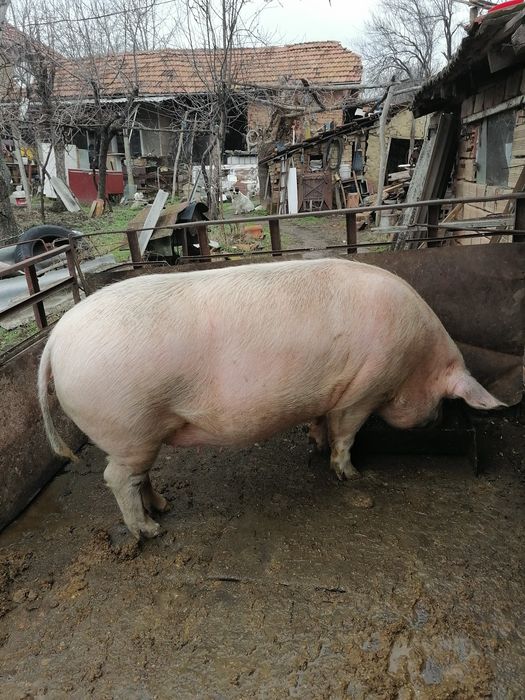 Продавам бременна свиня