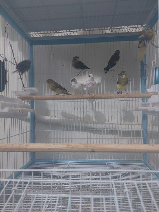 Canari ,pescarusi japonezi și 1 pereche perusi standard