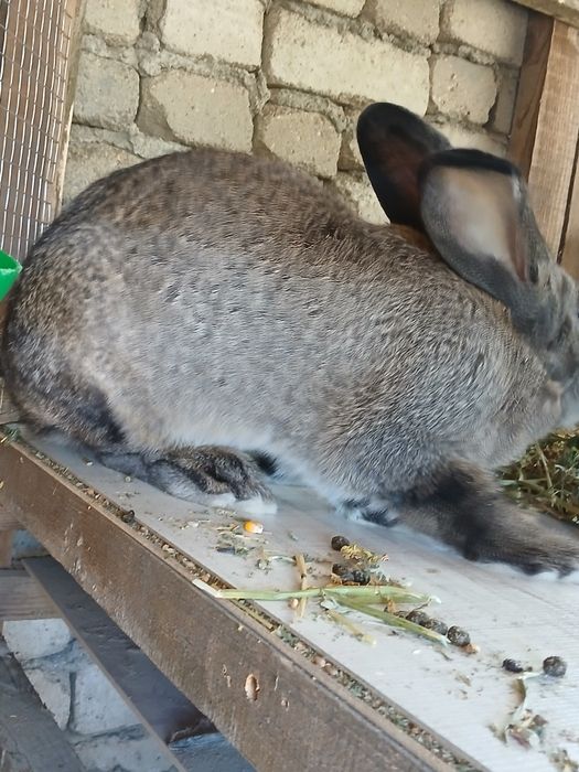 Iepuri de vânzare