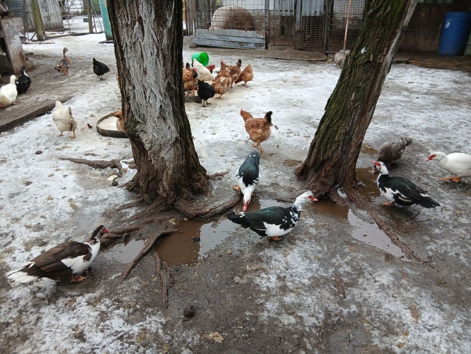 Schimb rate cu bibilici