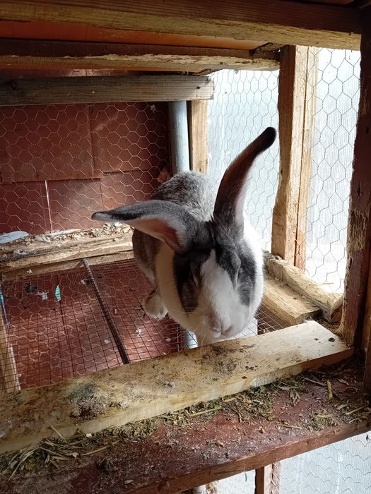 Fluture urias german