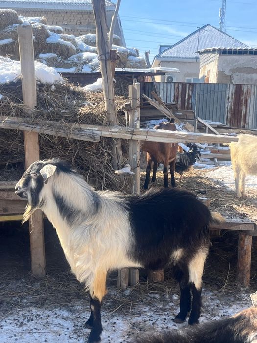 Альпийский ТЕКЕ БАҒАСЫ 130МЫҢ.