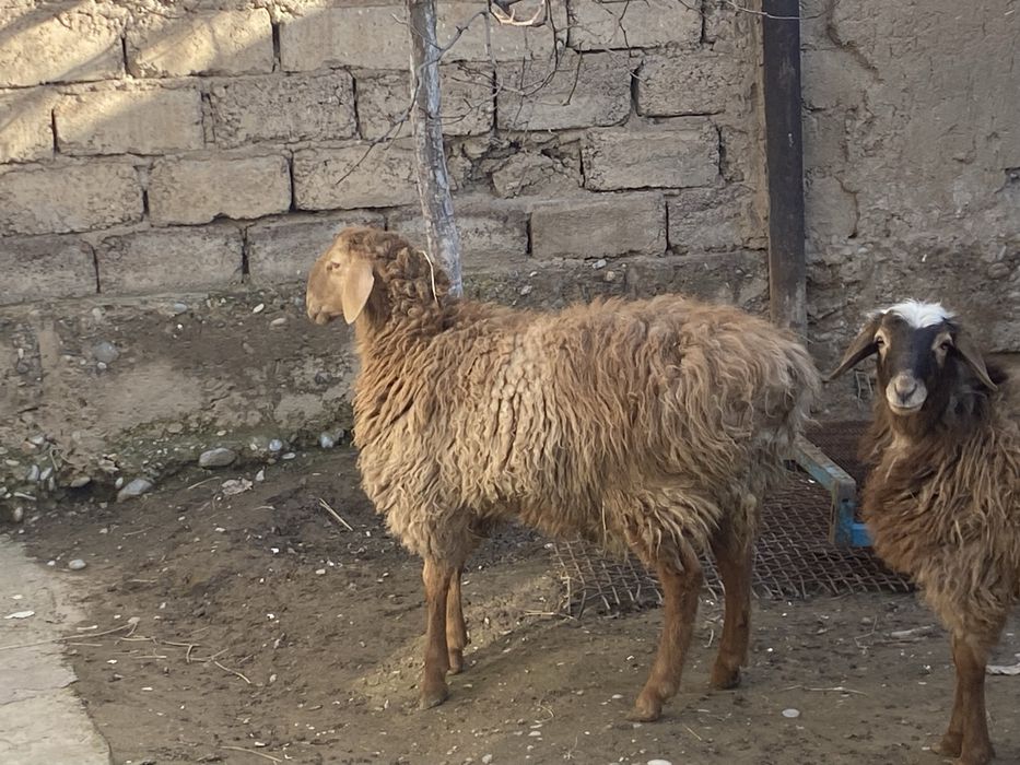 Кой кошкар сатылады