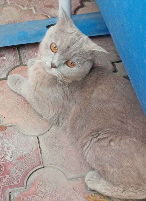 Кошка Породная с детьми