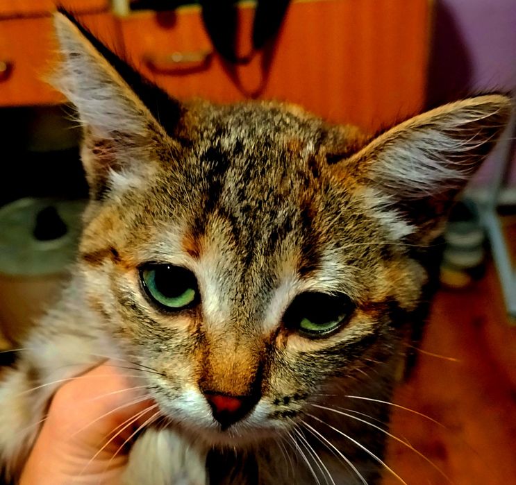 Которебенок ищет добрых хозяев