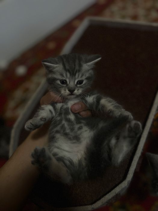 Zotdor mushukchalar sotiladi ikta qulogi tik qolgan