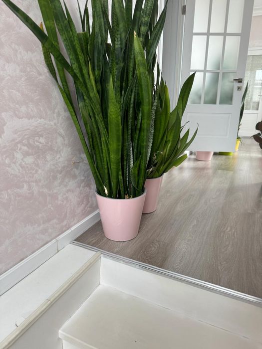 Комнатные цветы , цветы в офис