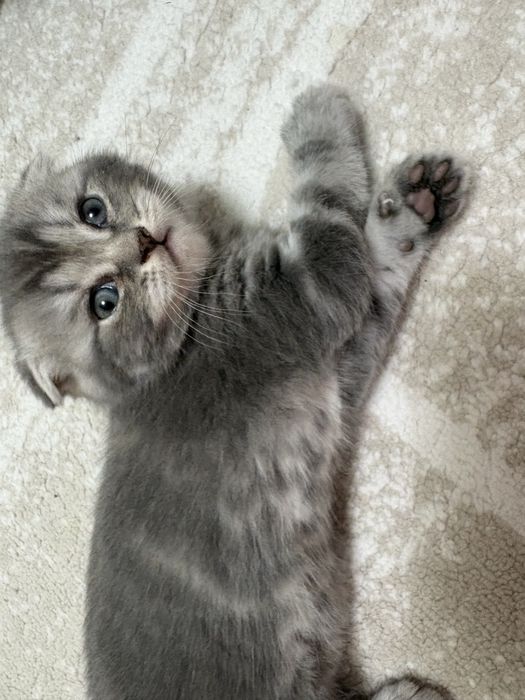 Котята Скотишь Страйт