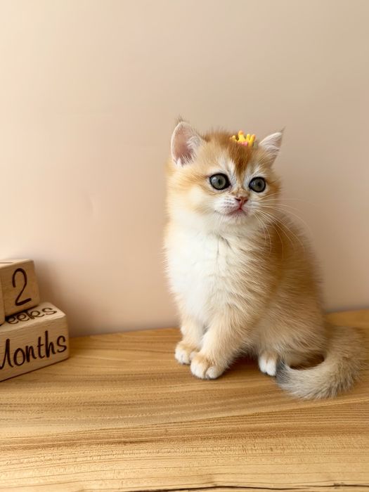 Котята с домашнего питомника