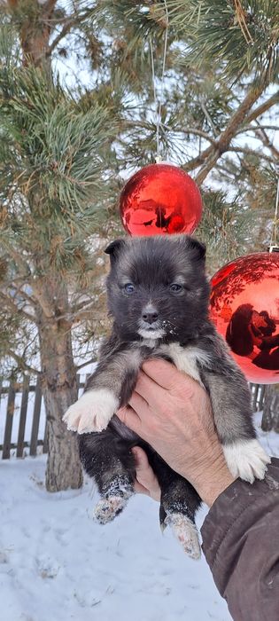 Отдам в добрые руки