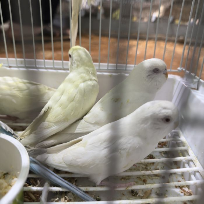 Albinos toʻtila sotiladi