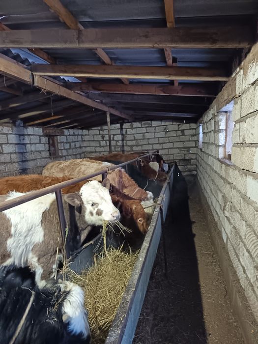 Продаются быки 13голов