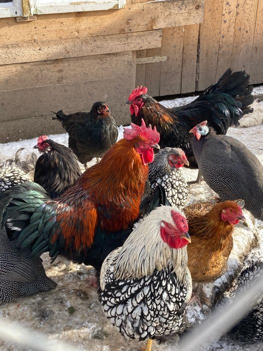 Cocos Wyandotte (argintiu) de vinzare