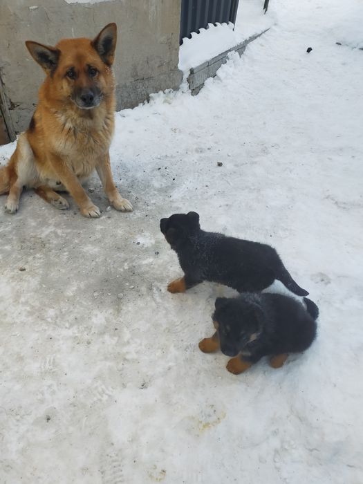 Щенки Немецкой овчарки