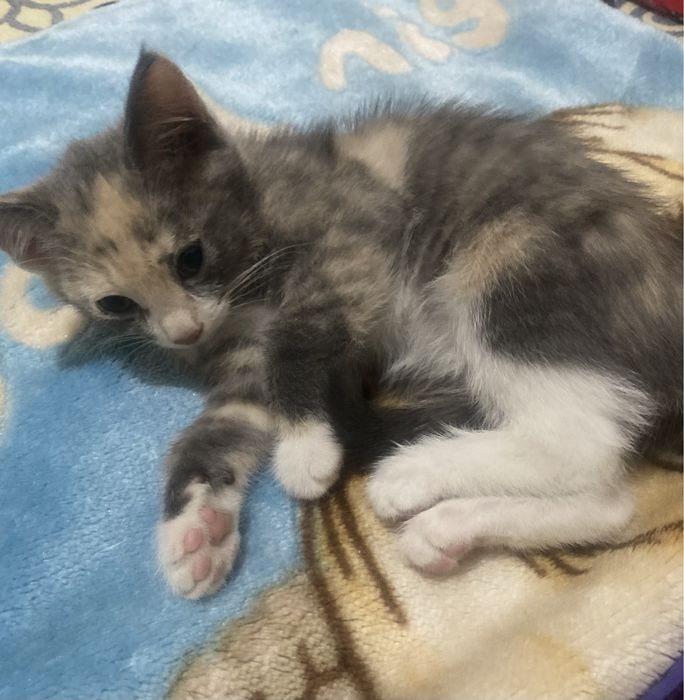 Одтам котенка,хорошую руки