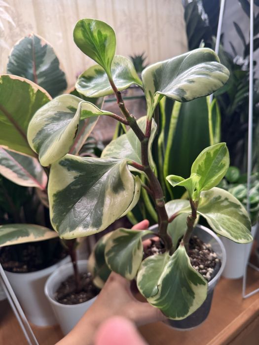 Пеперомия вариегатная