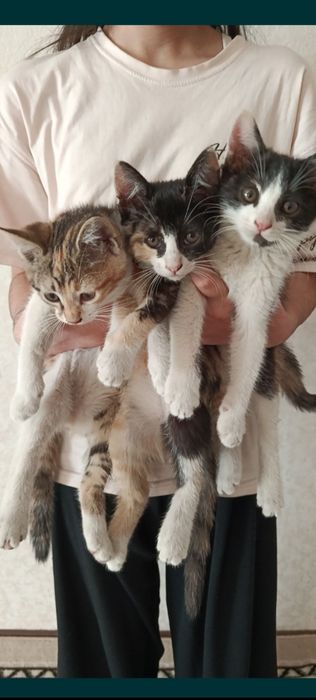 Котята мышеловы даром