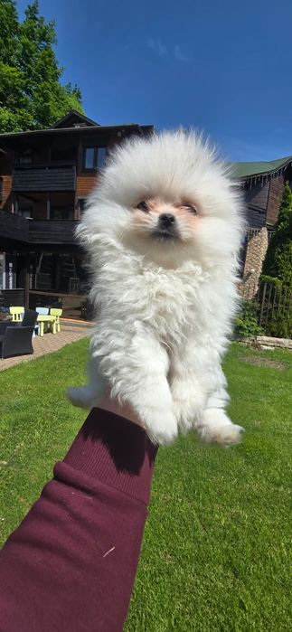 Pomeranian de vanzare