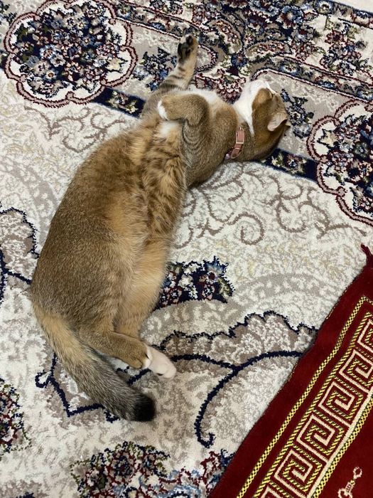 Шотландская кошечка ищет пару